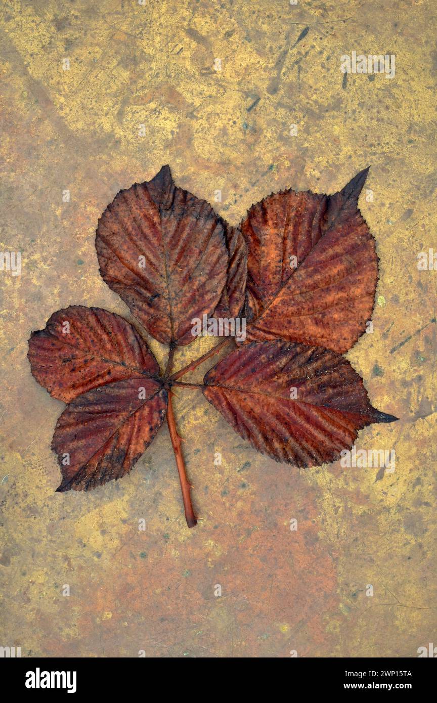 Sattes braunes Herbstblatt von Brombeere mit fünf Flugblättern, die auf anlaufendem Messing liegen Stockfoto