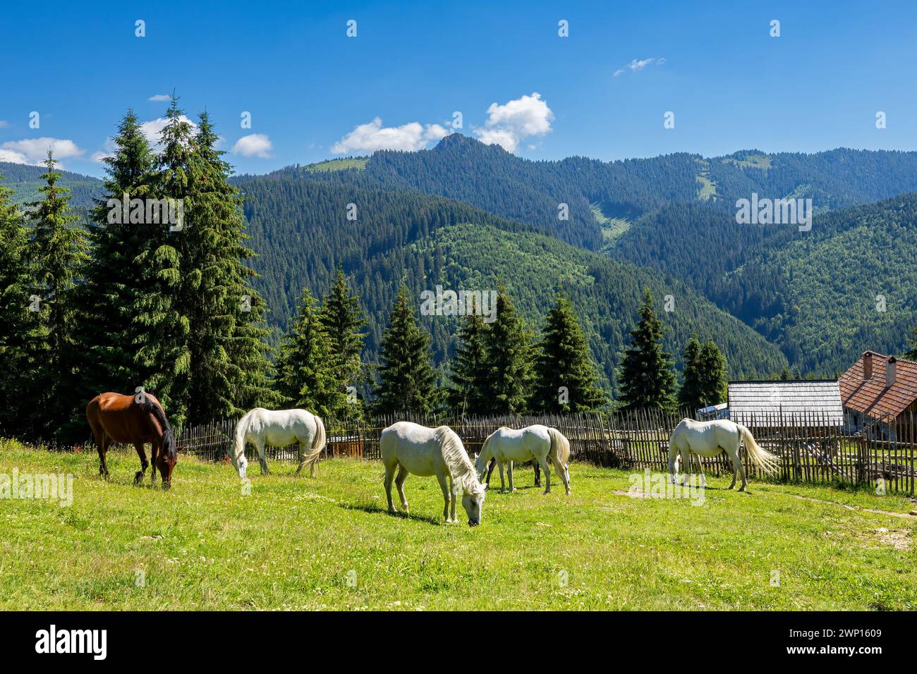 Wildes Pferd in den Karpaten Stockfoto