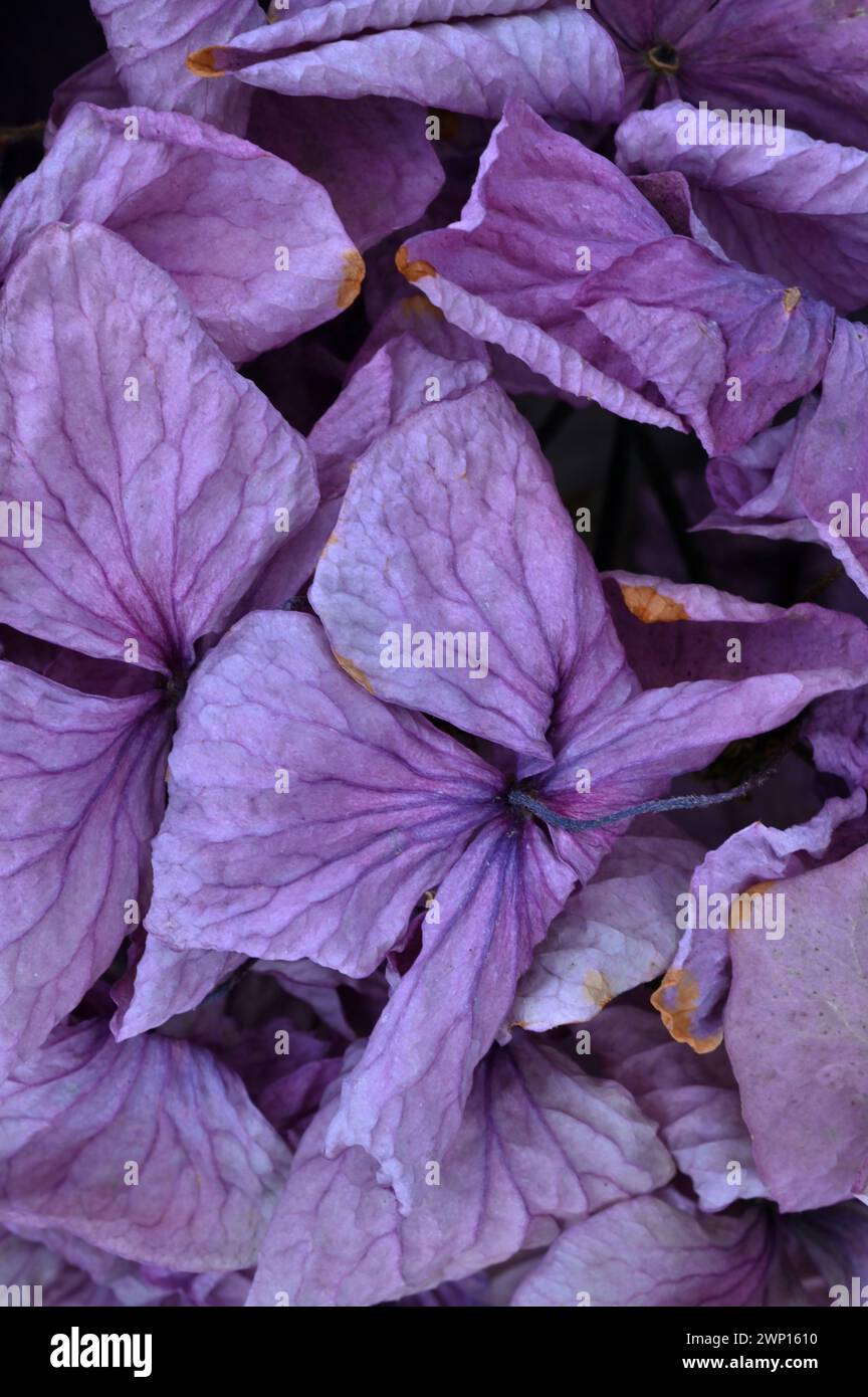 Detail einer getrockneten lilafarbenen Hortensie-Blüte Stockfoto