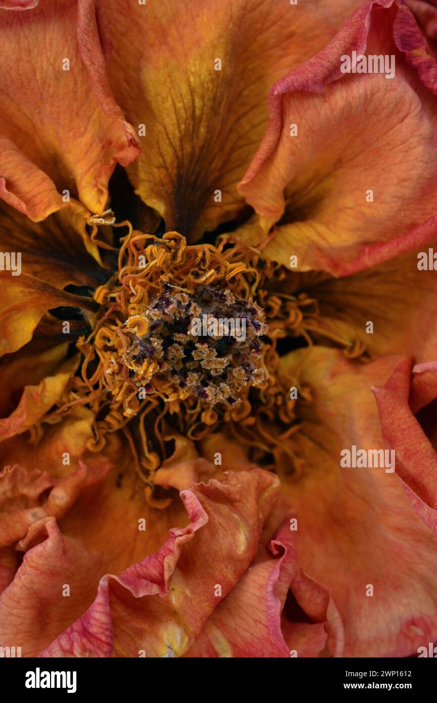 Detail einer offenen orangefarbenen Rose mit getrockneten Blütenblättern, die wegfallen und braun werden Stockfoto