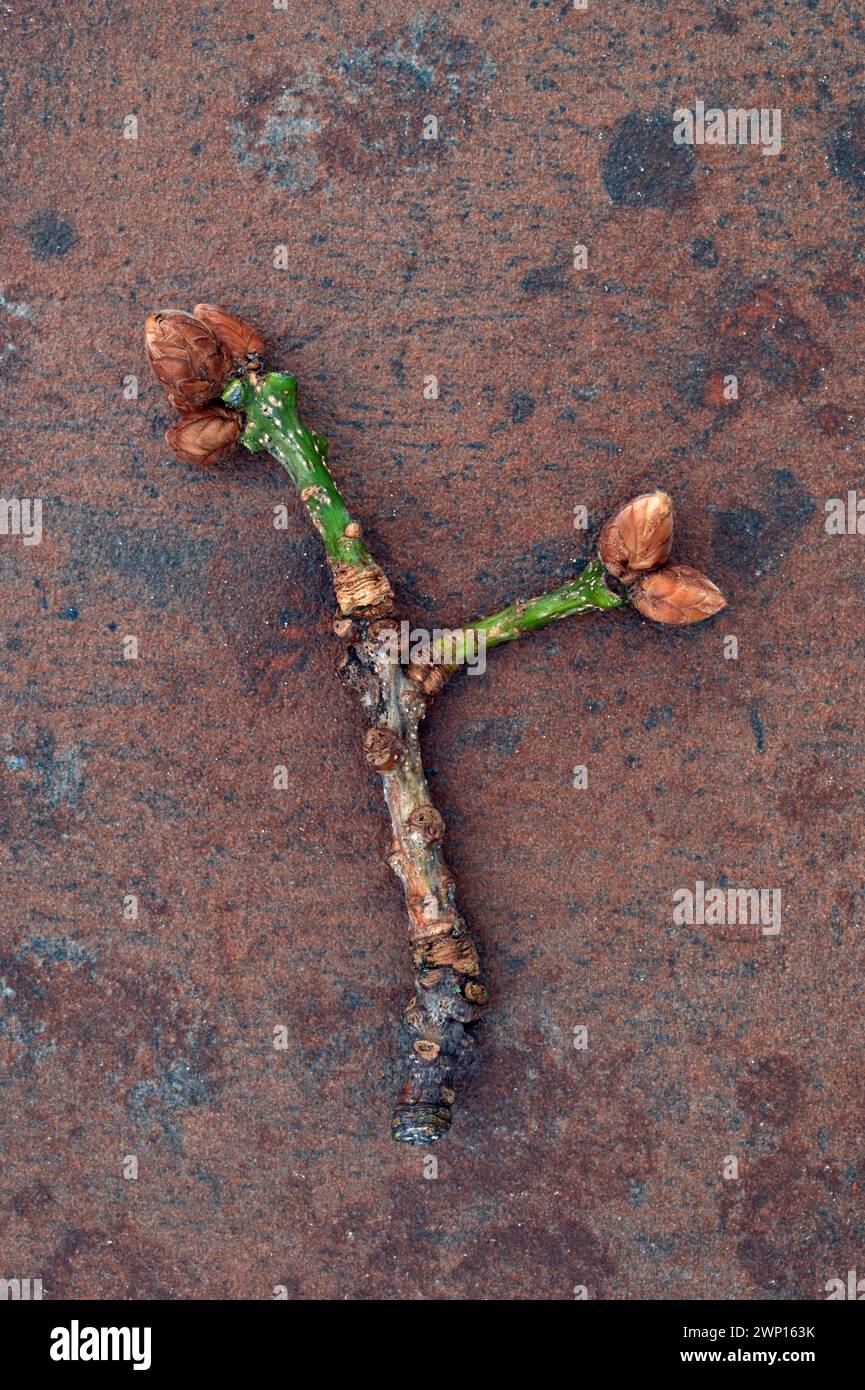 Knorriger Zweig einer englischen Eiche mit fünf hellbraunen Knospen, die sich auf Sandstein vorbereiten Stockfoto