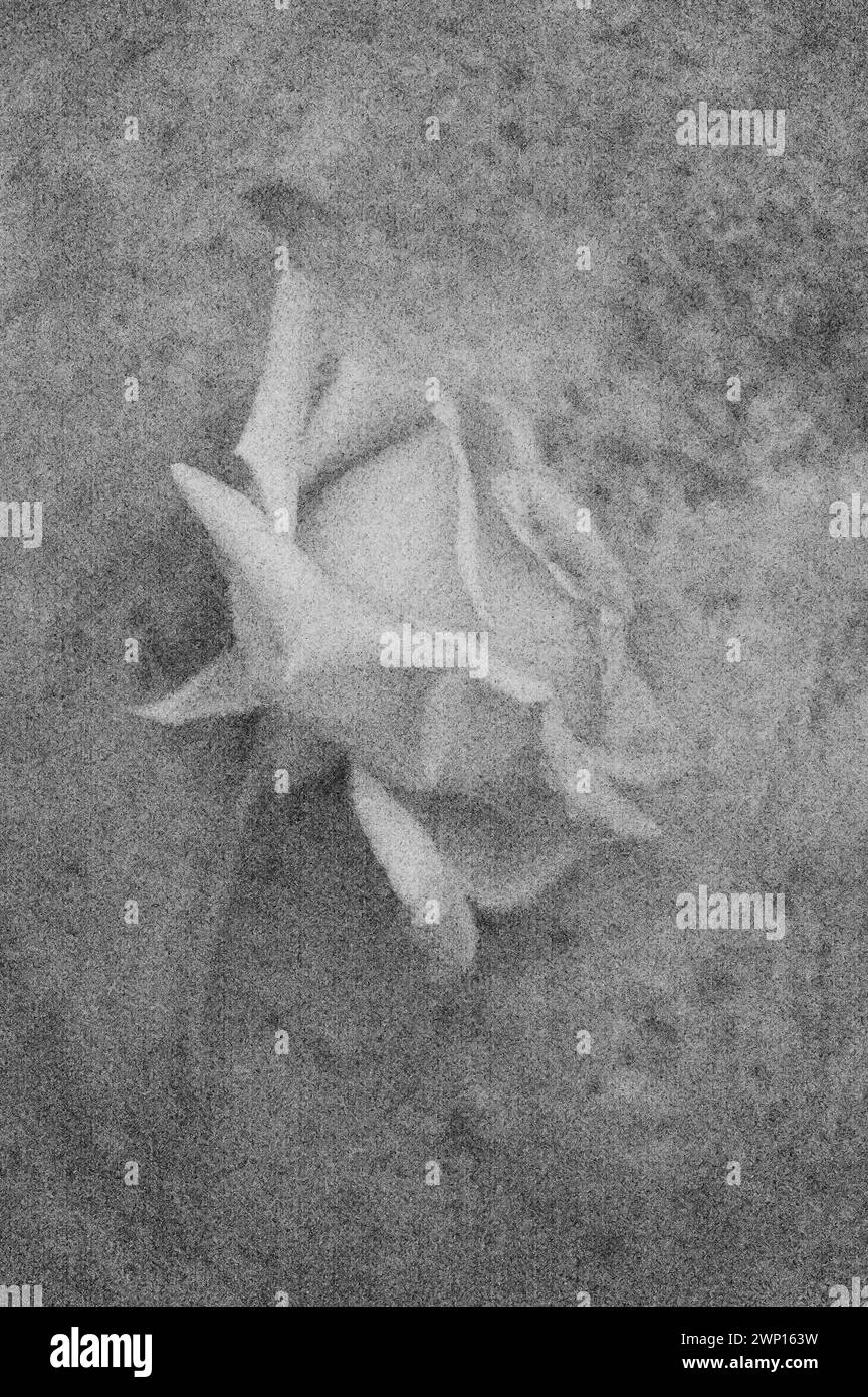 Weiches und bleistiftähnliches Schwarz-weiß-Bild von einer einzelnen Rose und einem Stiel, die auf der Seite auf angetriebenem Metall liegt Stockfoto