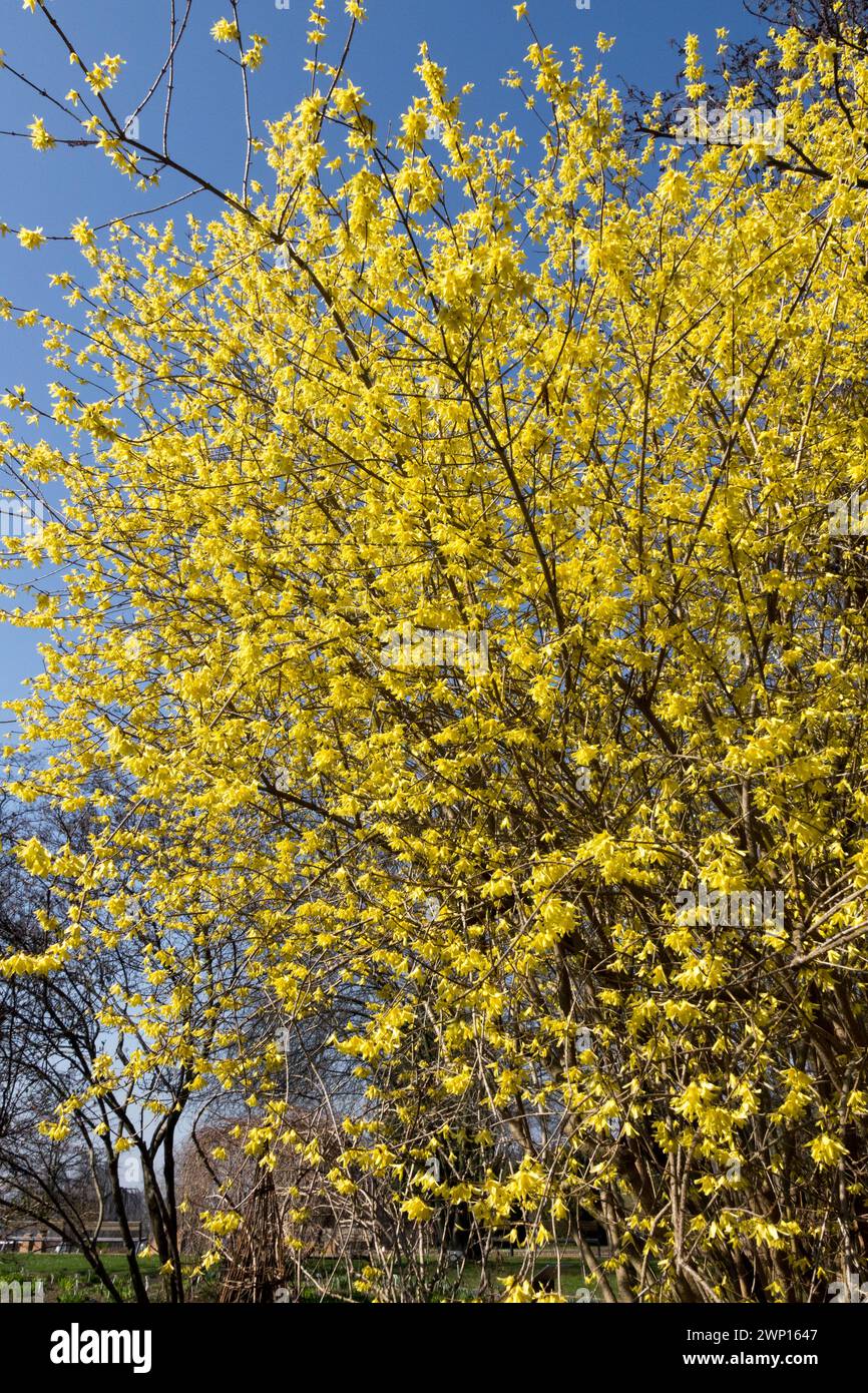 Gelbe Forsythia giraldiana blüht im Spätwinter Ende Februar März Garten blüht früher als andere Forsythias Sträucher Winter gelbe Blumen Stockfoto