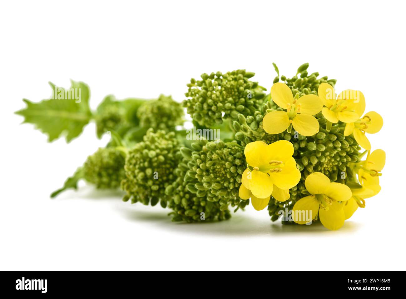 Frische Rübenspitzen mit Blumen auf weißem Hintergrund mit Blumen auf weißem Hintergrund isoliert auf weißem Hintergrund Stockfoto