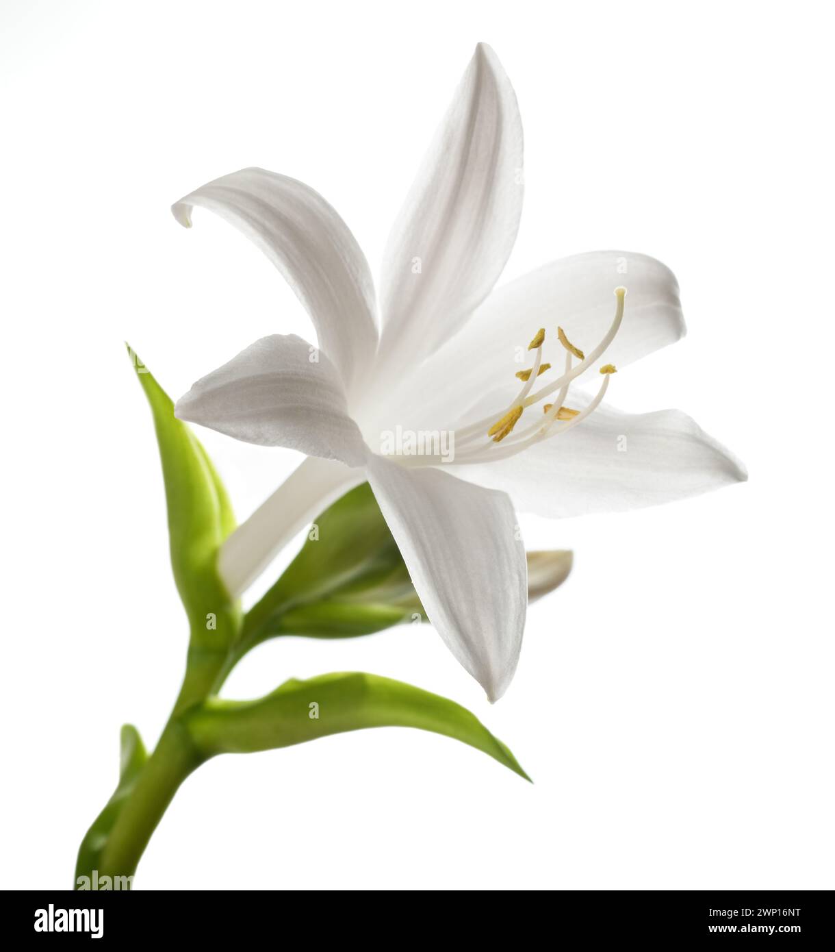 Hosta plantaginea (Wegerich Lilie) isoliert auf weißem Hintergrund Stockfoto