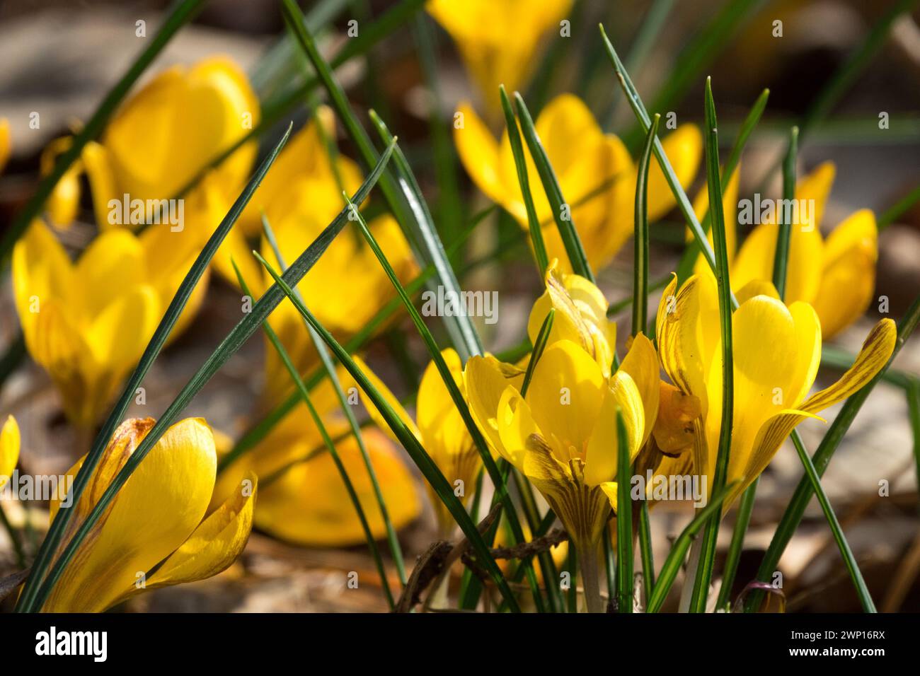 Crocus chrysanthus Fuscotinctus gelbe Frühlingsblumen März Crocus chrysanthus Spätwintercrocuses blühende Schneekrokus Marschblumen Goldenes Krokus Stockfoto