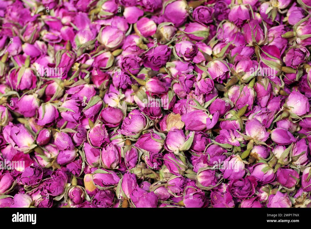 Trockene Rosen für Kräutertee, lila Blumen für Hintergrund Stockfoto