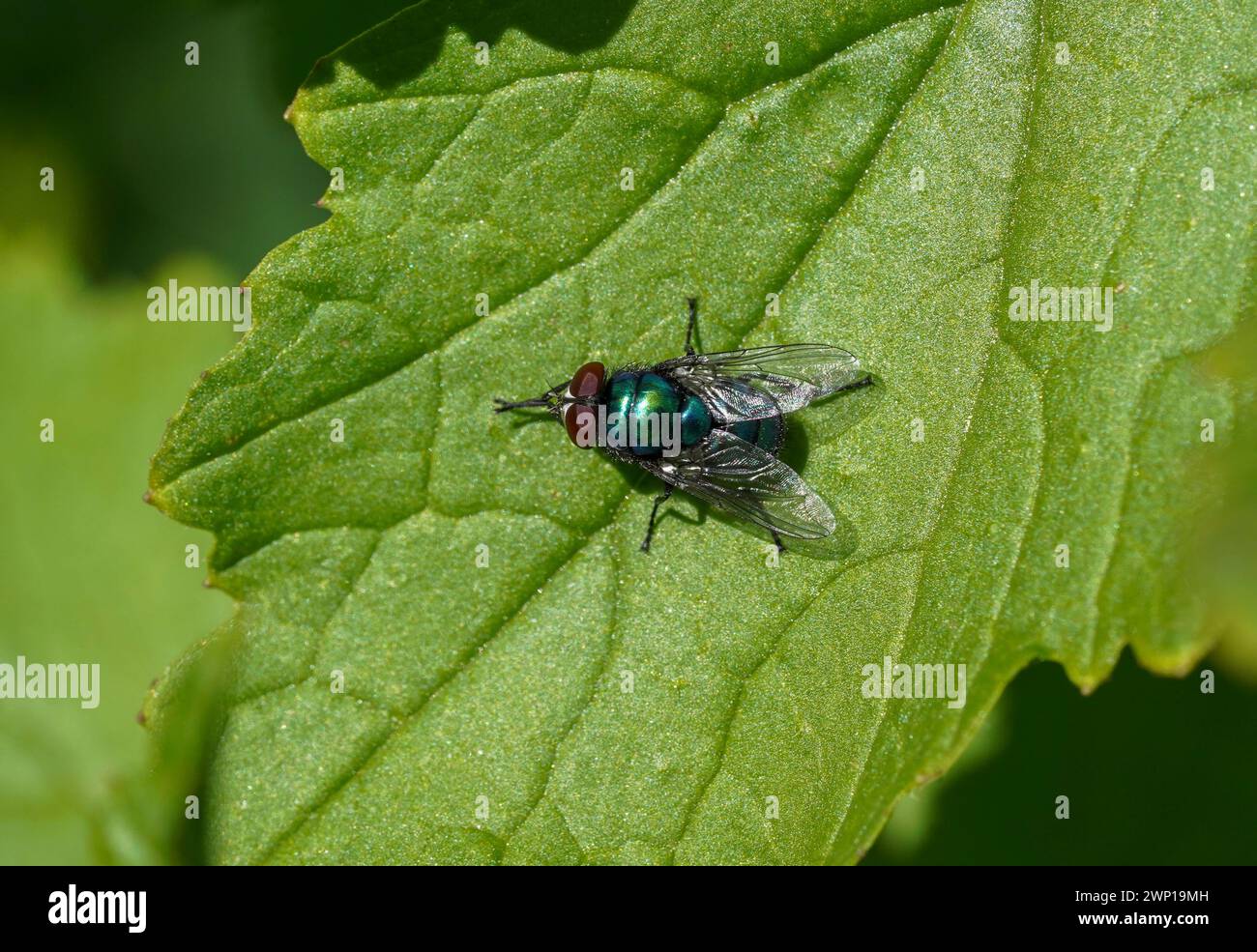 Gemeinsame grüne Flaschenfliege, Lucilia sericata auf einem Blatt im Frühling, Spanien. Stockfoto