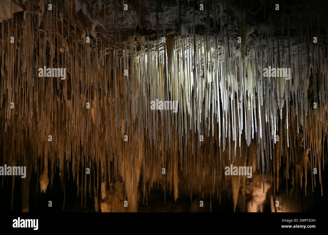 Lake Cave (WA) ist stark mit zerbrechlichen weißen Kalzithalmen, Tüchern, Stalaktiten und Stalagmiten verziert Stockfoto