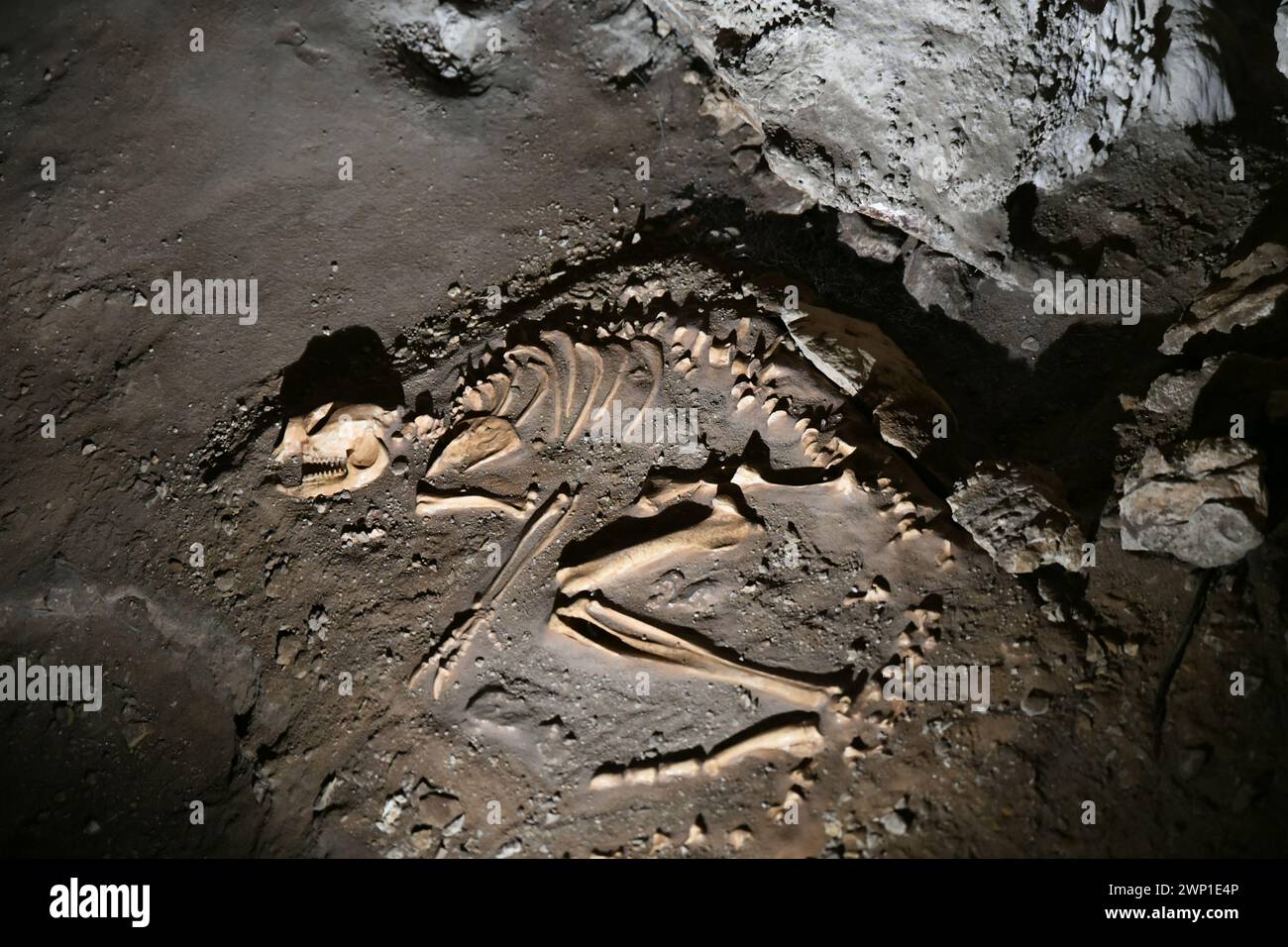 Mammoth Cave (WA) ist die Heimat der alten fossilen Überreste der lang ausgestorbenen australischen Megafauna Stockfoto