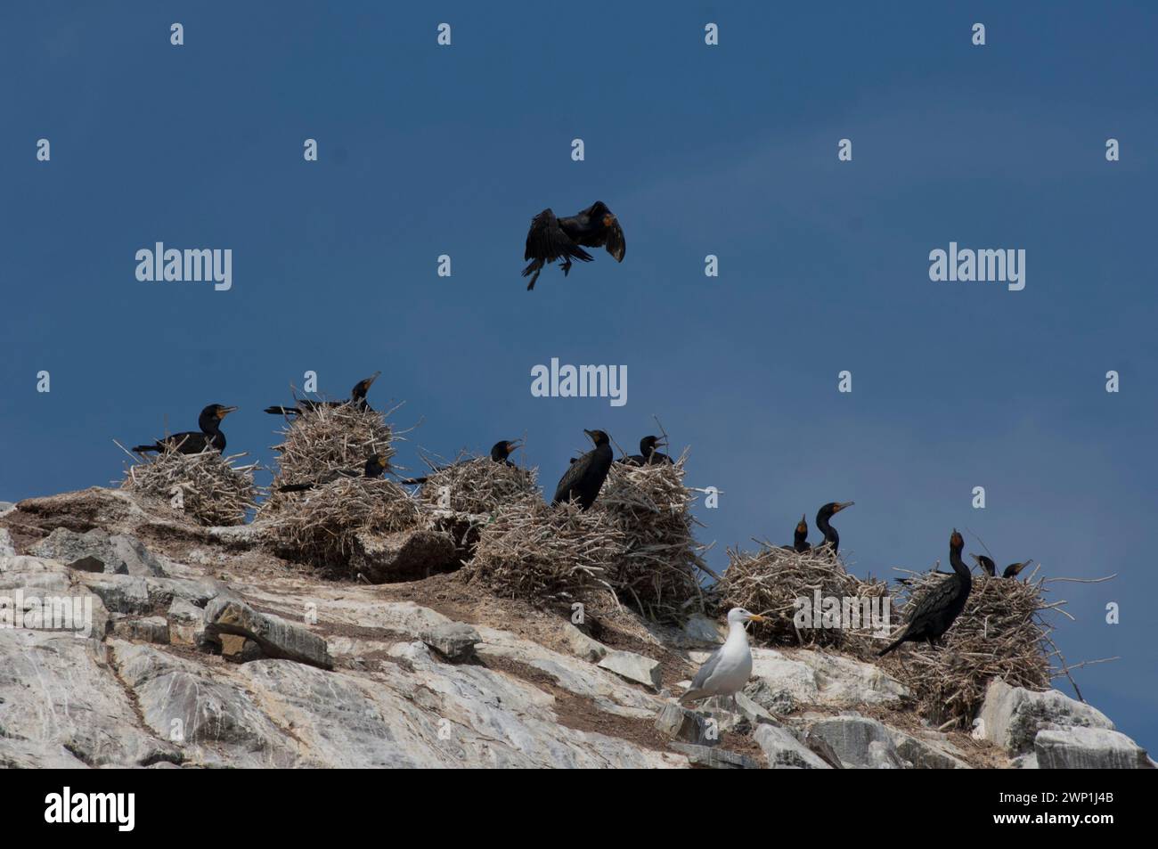 Doppelhauchkormorane (Phalacrocorax auritus) auf Nestern auf Felsen Gulf Islands BC Kanada Stockfoto