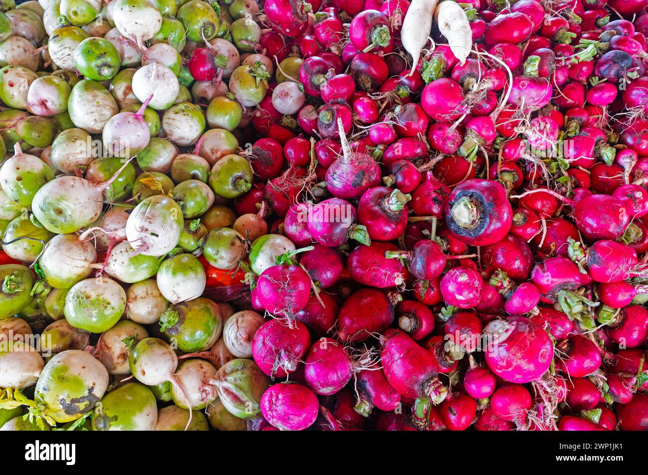 Rote und weiße Radieschen am Marktstand. Stockfoto