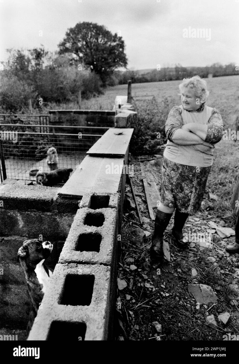 Welpenzucht Wales 1989. Ein Boxer und zwei andere Rassen im Hinterland mit dem Bauern. 1980er Jahre Carmarthen UK HOMER SYKES Stockfoto