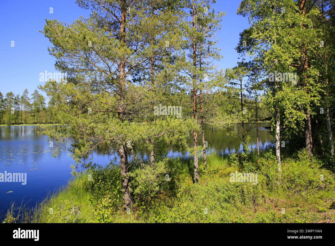 Ruhiger See von Sorvasto, Finnland an sonnigem, wunderschönem Mittsommerabend mit Kiefern und Birken, grünem Gras und blauem Himmel. Juni 2022. Stockfoto