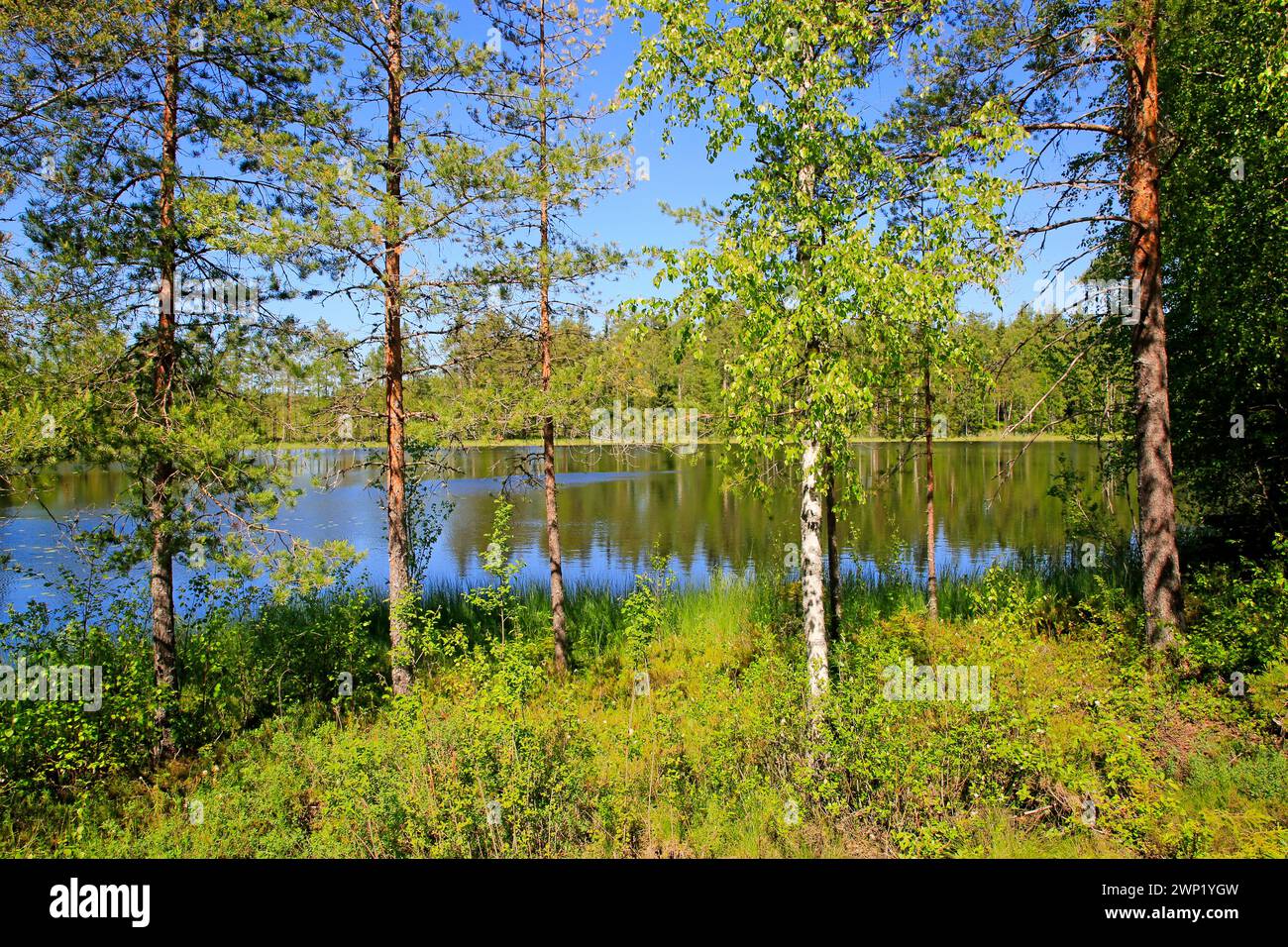 Ruhiger See von Sorvasto, Finnland an sonnigem, wunderschönem Mittsommerabend mit Kiefern und Birken, grünem Gras und blauem Himmel. Juni 2022. Stockfoto