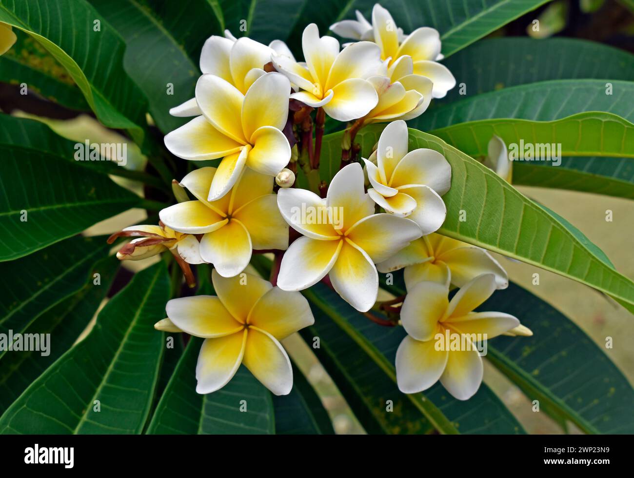 Weiße und gelbe Frangipani-Blüten (Plumeria obtusa) im tropischen Garten Stockfoto
