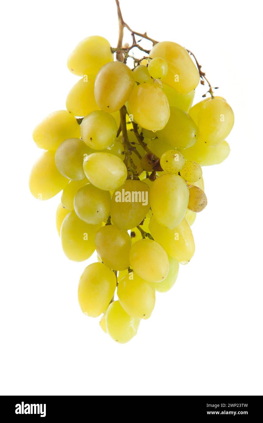 Großer Haufen reifer grüner Trauben isoliert auf weißem Hintergrund. Weißweintrauben mit weichem Schatten isoliert auf weiß. Stockfoto