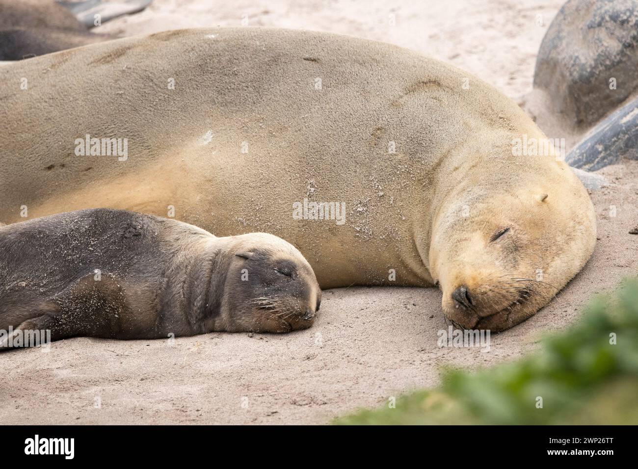 Neuseeländische Seelöwen-Kolonie (Phocarctos hookeri) in Sandy Bay auf der Enderby Island der neuseeländischen subantarktischen Auckland Islands Stockfoto