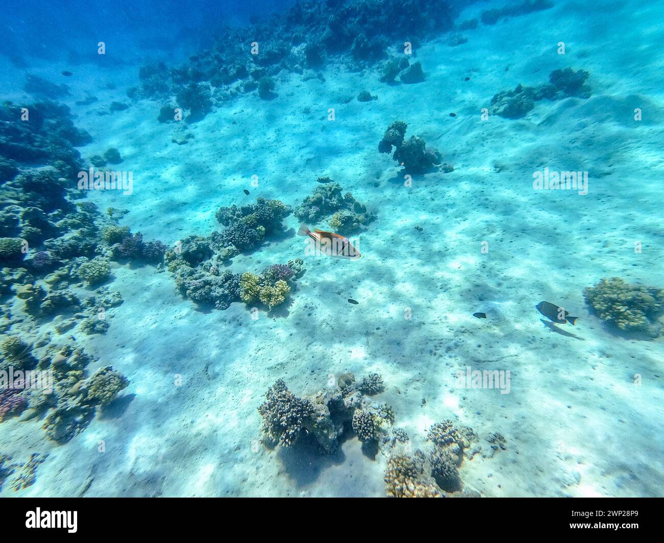 Farbenfrohe tropische Rhinecanthus-Assasisfische oder Picasso lösen Fische unter Wasser am Korallenriff aus. Unterwasserleben von Riff mit Korallen und tropischen Fischen Stockfoto