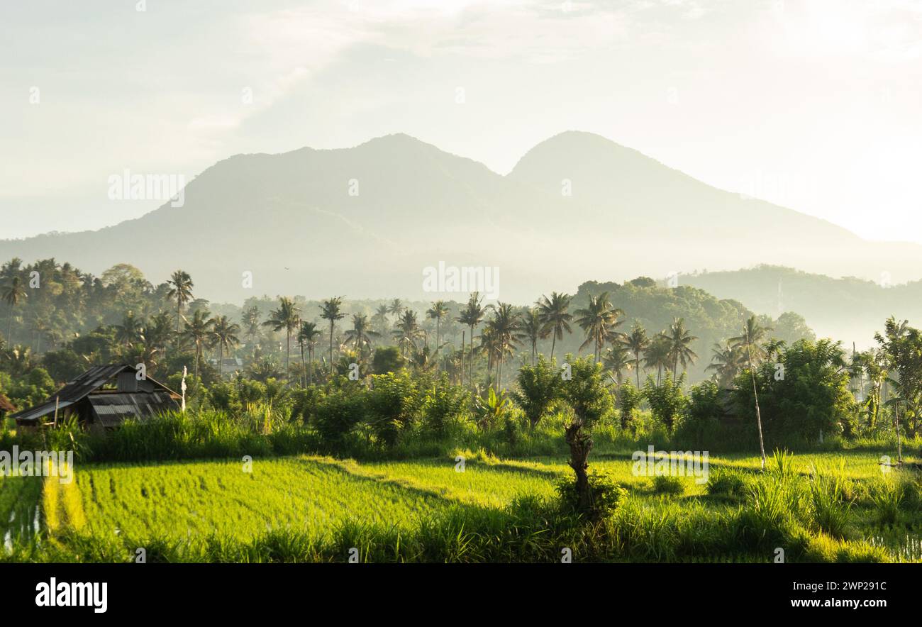 Balinesische Landschaft Reisfeld und Vulkan Stockfoto