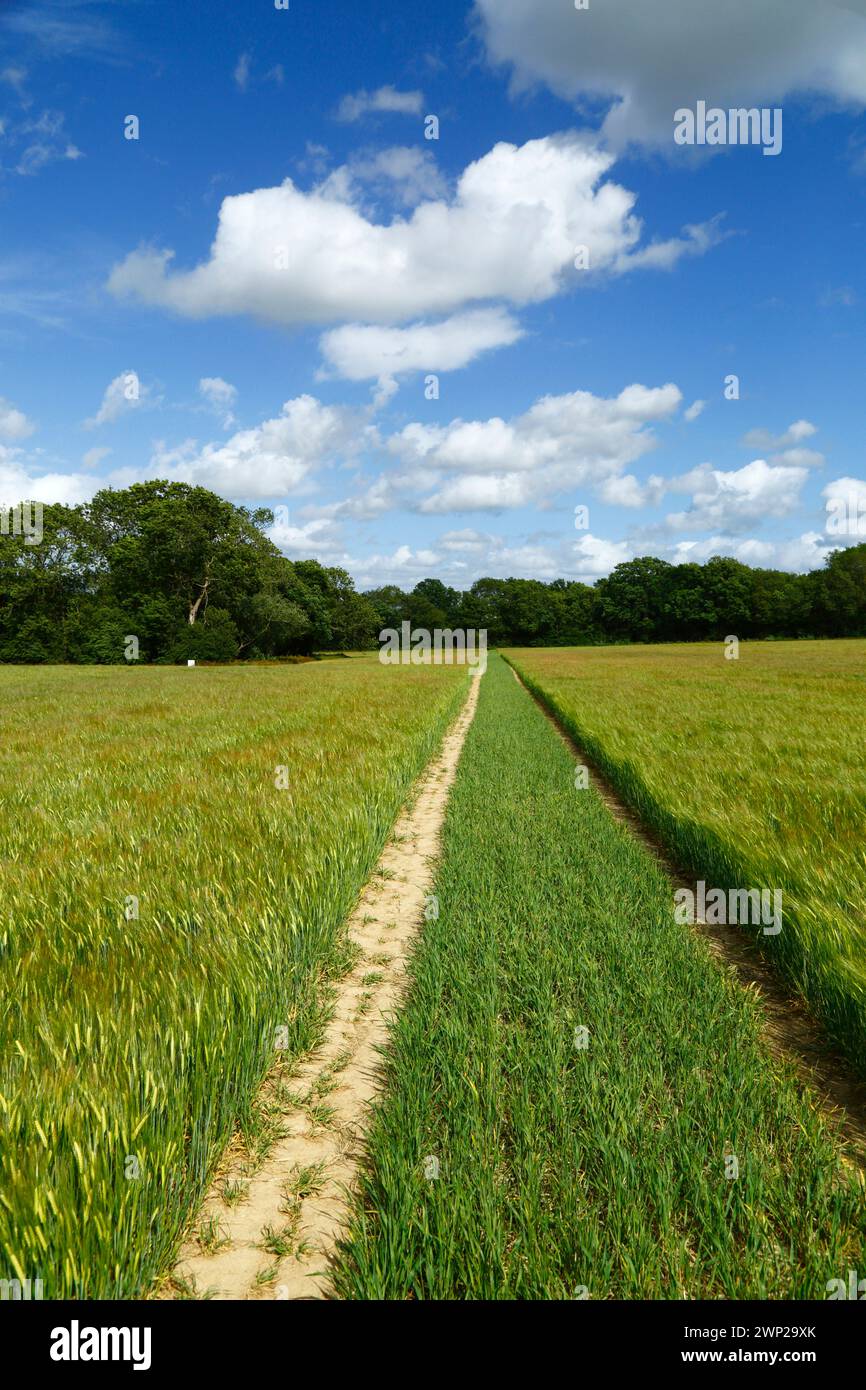 Wanderweg durch ein grünes Feld junger Gerste im Frühsommer in der Nähe von Tudeley, Kent, England Stockfoto