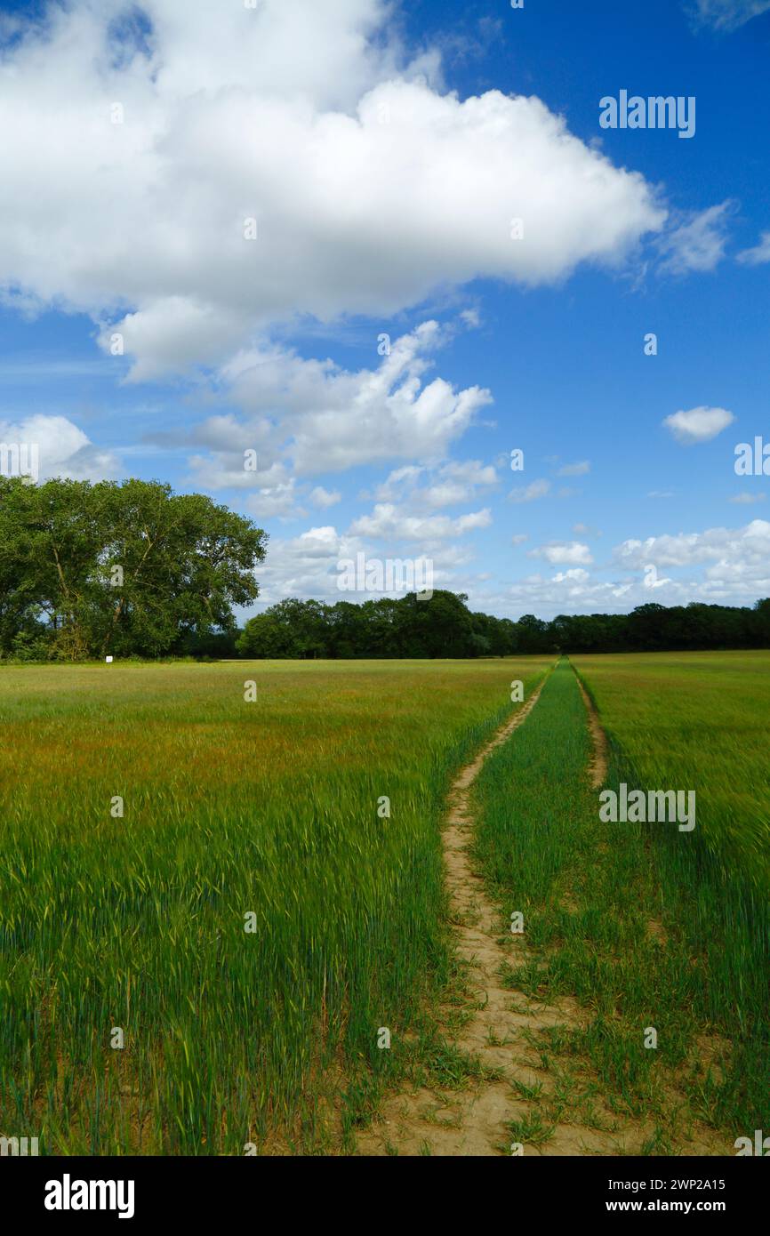 Wanderweg durch ein grünes Feld junger Gerste im Frühsommer in der Nähe von Tudeley, Kent, England Stockfoto