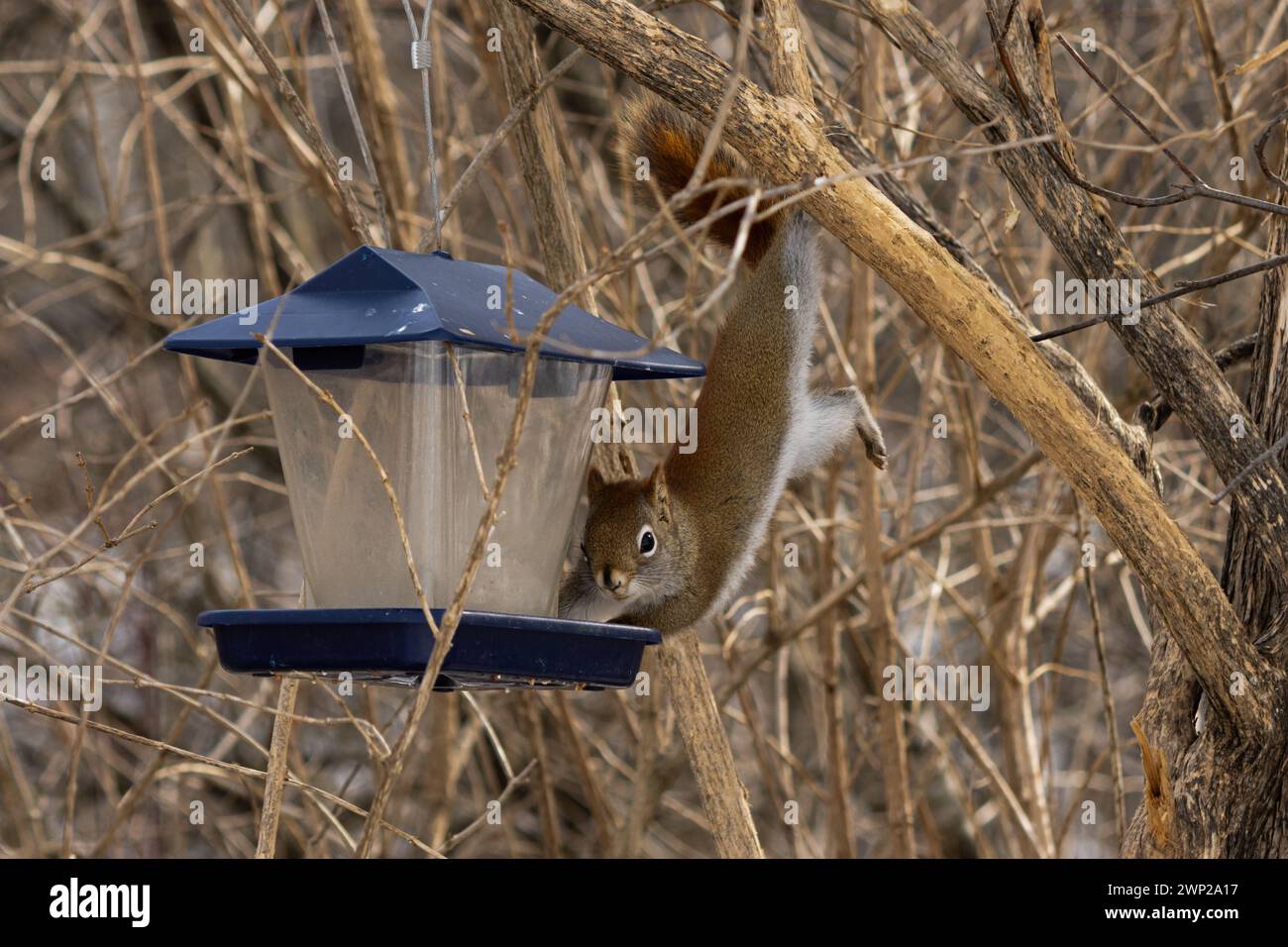 Ein rotes Eichhörnchen führt Akrobatik durch, um einen Feeder zu erreichen Stockfoto