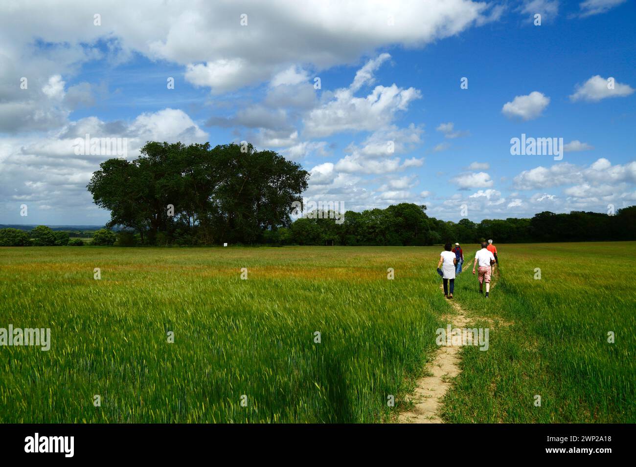 Menschen, die im Frühsommer in der Nähe von Tudeley, Kent, England, auf einem Wanderweg durch ein Feld junger Gerste spazieren gehen Stockfoto