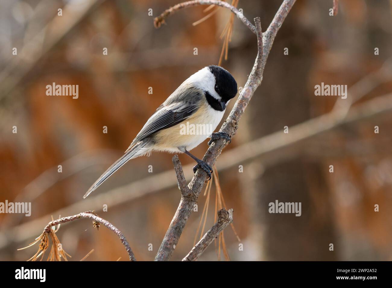 Ein Chickadee schaut von seinem Barsch herunter, in sanftem Licht Stockfoto