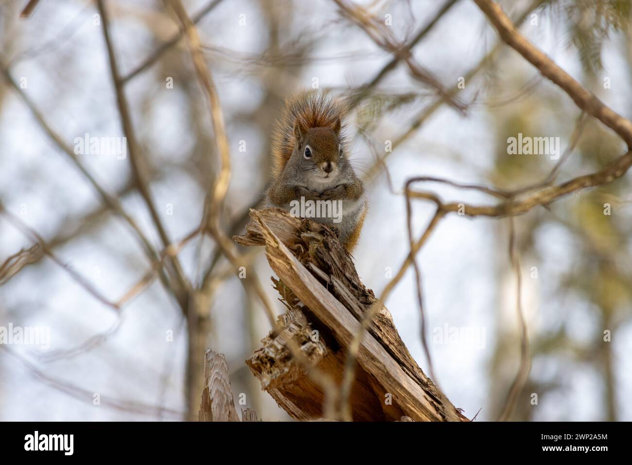 Ein rotes Eichhörnchen steht auf einem zerrissenen Baumstamm inmitten der Rebstöcke. Stockfoto