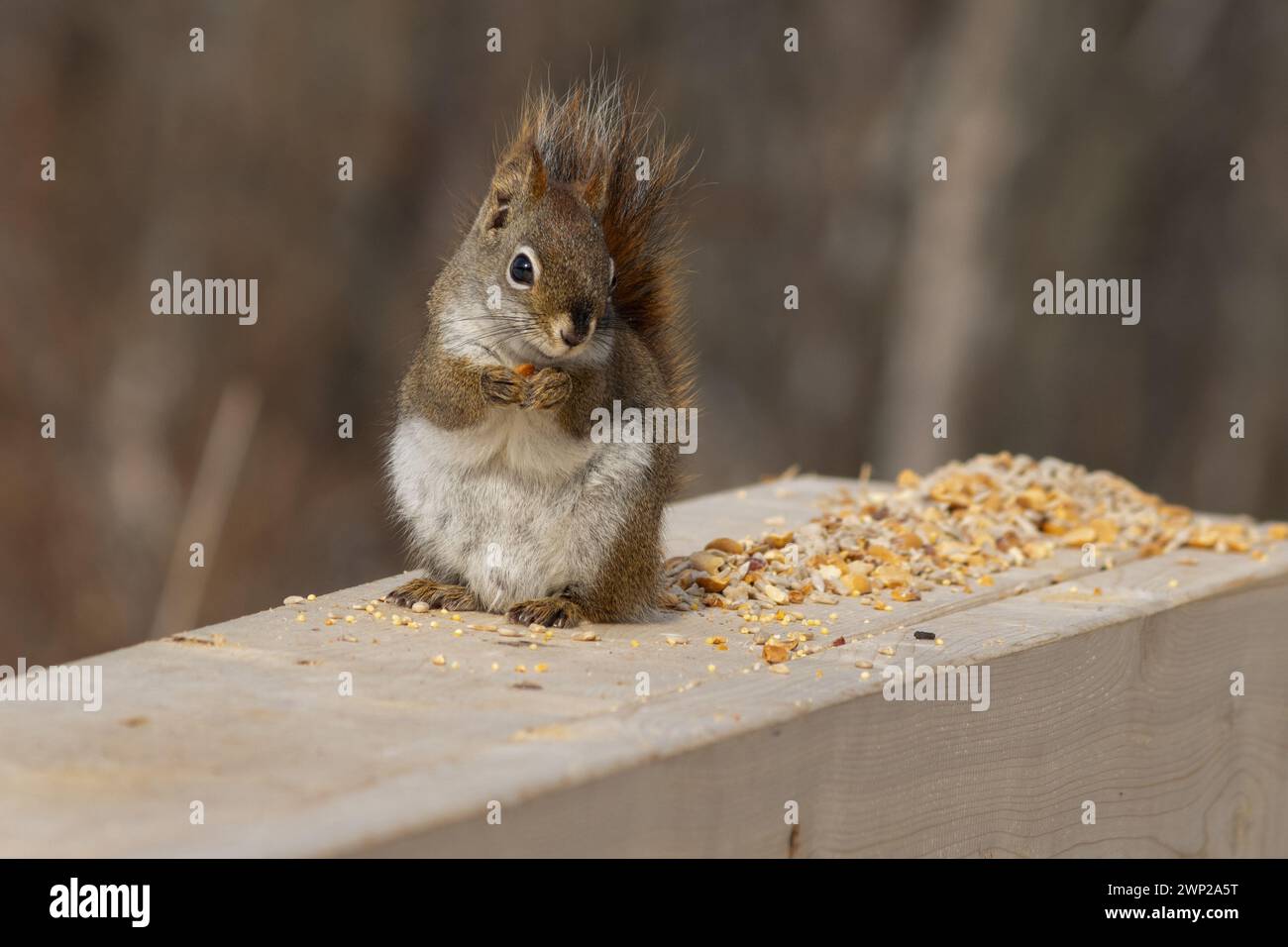 Ein rotes Eichhörnchen posiert für ein Foto, während es einen Berg von Samen genießt. Stockfoto