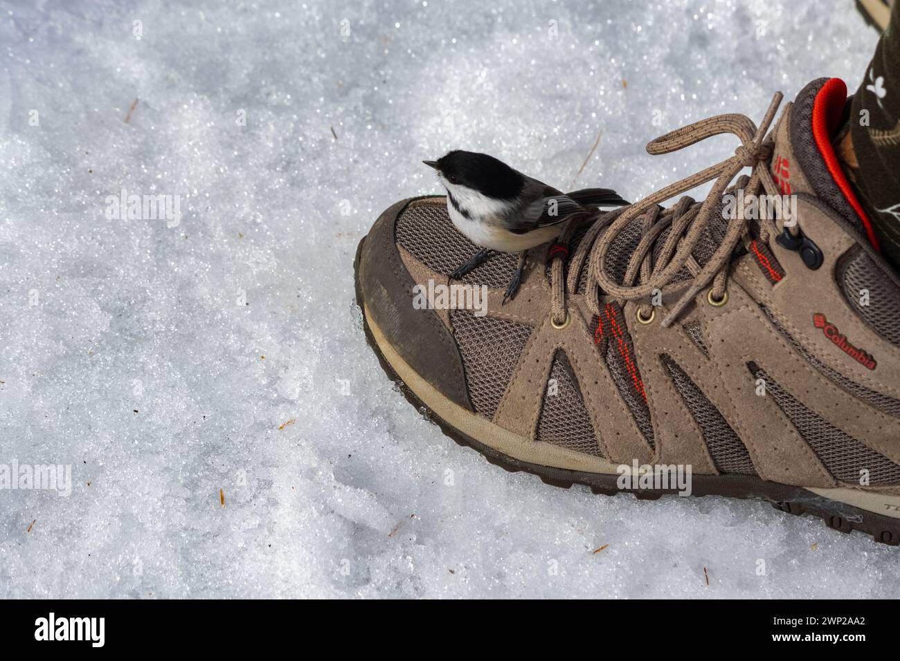 Ein Chickadee sitzt auf einem Wanderschuh Stockfoto