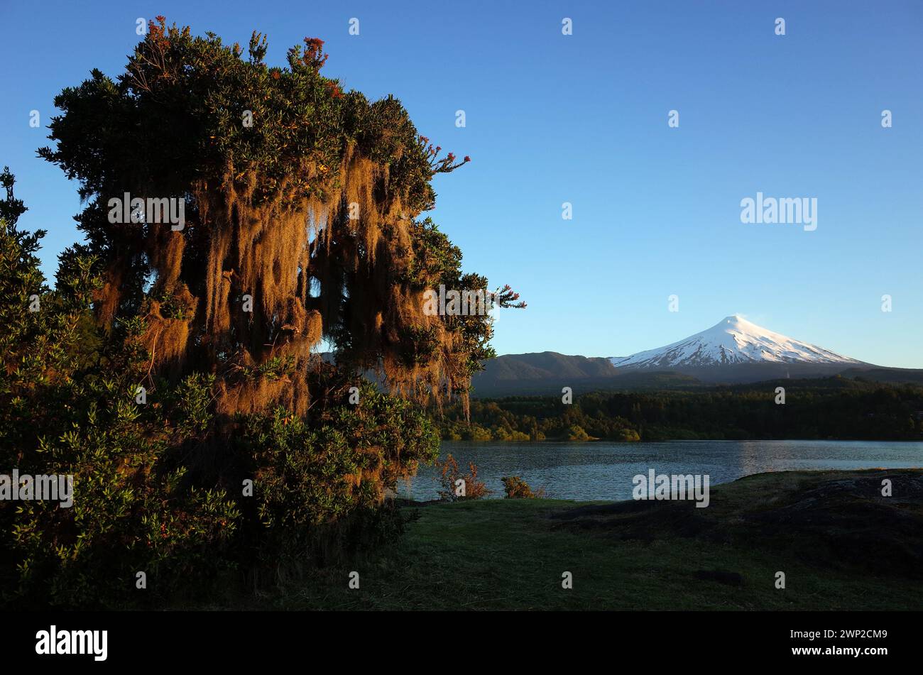 Die Natur Chiles. Spanisches Moos hängt am Baum, schneebedeckter Kegel des Vulkans Villarrica und See Villarrica im Abendlicht, blauer Himmel, grüne Umgebung, P Stockfoto