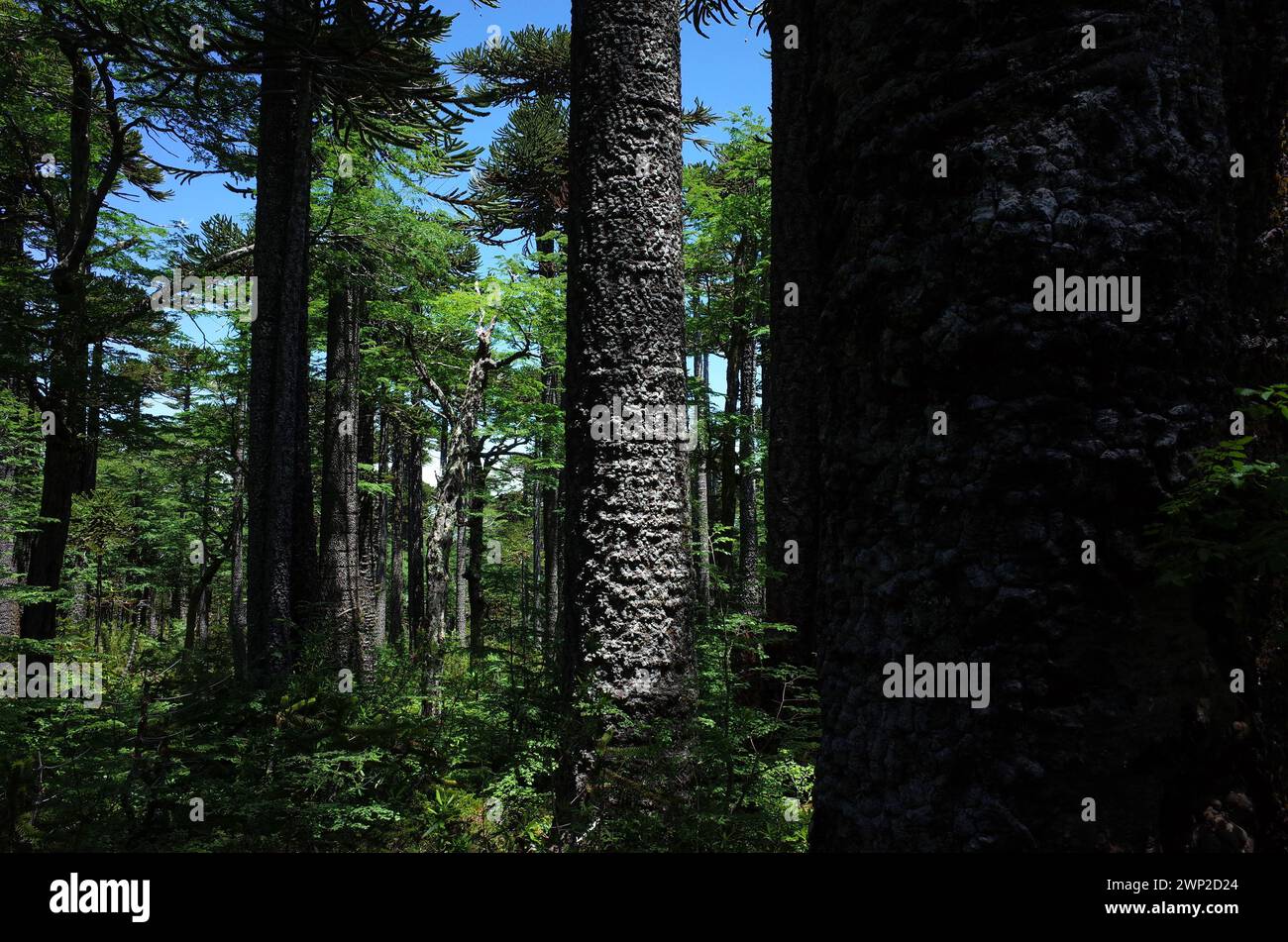 Araucaria Wald im Villarrica Nationalpark in Chile, Südamerika Natur, dunkler Baumstamm Kopierraum Stockfoto