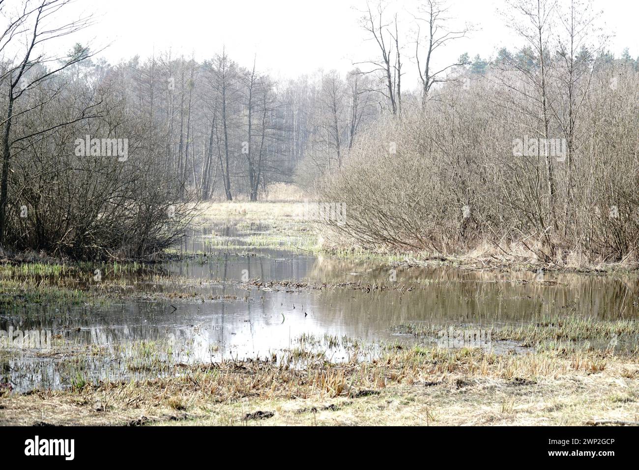 Hochwasserebene auf Wiese im Frühling - Kampinos Wald, Polen Stockfoto