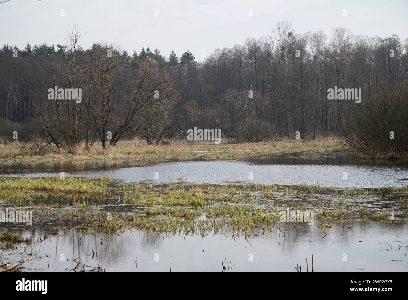 Hochwasserebene auf Wiese im Frühling - Kampinos Wald, Polen Stockfoto