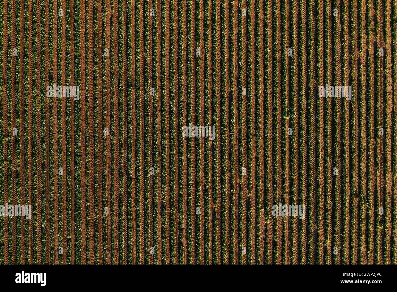 Reihen von Sojabohnenkulturen auf dem Feld, die Streifenmuster bilden, Luftaufnahme von der Drohne pov direkt darüber Stockfoto