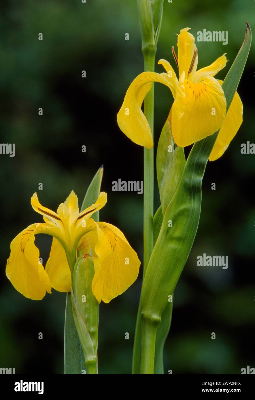Gelbe Flagge Iris (Iris pseudacorus) Nahaufnahme von Stämmen mit Blüten aus einem Beet von Pflanzen, die in torfigen Böden am Meeresloch, Ardnamurchan, Argyll wachsen. Stockfoto