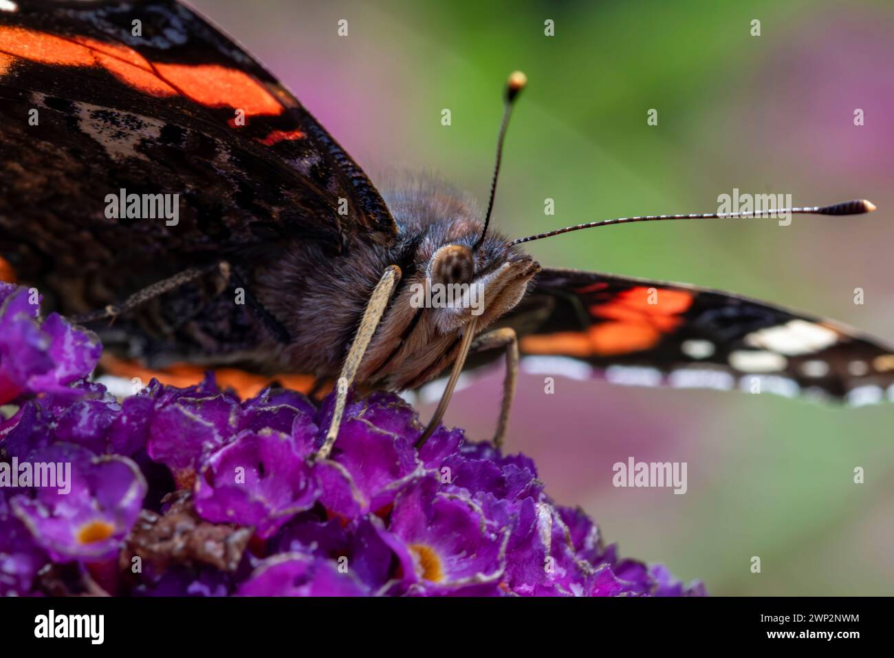 Nahaufnahme: Kopf-an-Detail eines roten Admiral-Schmetterlings (Vanessa atalanta), der Buddleia-Blumen ernährt. Stockfoto