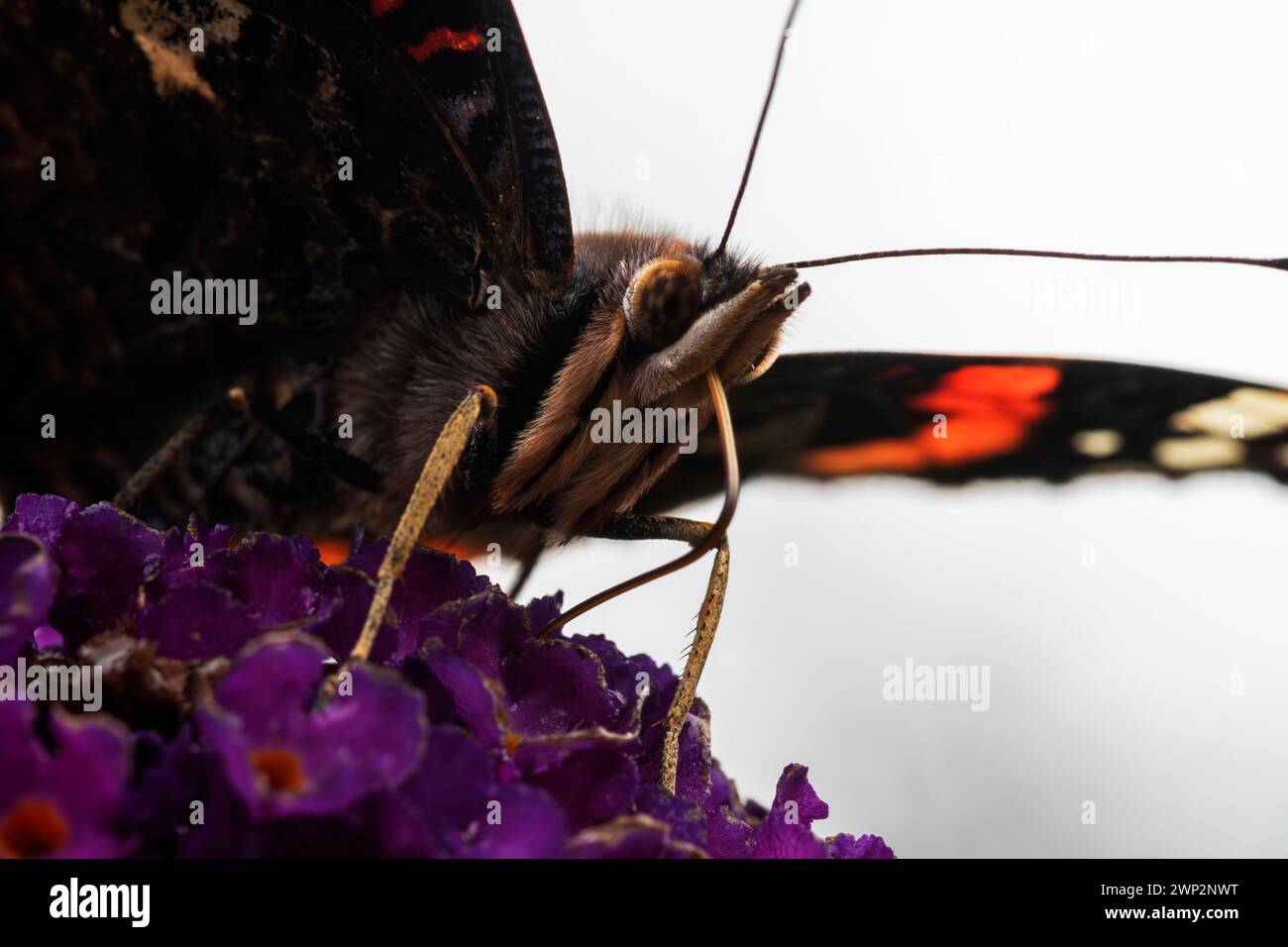 Nahaufnahme: Kopf-an-Detail eines roten Admiral-Schmetterlings (Vanessa atalanta), der von unten Buddleia-Blumen ernährt. Stockfoto
