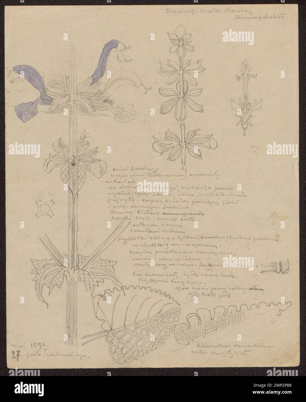 Die Jungfrau Maria / Shooting Bush '(recto)' Rzepak '(Verso); Wyspiał, Stanis AW (1869-1907); 27.05.1896; 28.05.1896 (1896-00-00-00-1896-00); wurde aus der Muse des Nationalmuseums in Warschau heruntergeladen; Zeichnung / oh, Malerei / Farbe / Aquarell; Produkte aus Wzkien / Papier; Abbildung: Höhe 20,8 cm, Breite 16,8 cm, Passepartout: Höhe: Höhe: . 50,0 cm, Szer. 35,0 cm; rkps 924/15 MNW; Wszystkie prawa zastrzeone.Bielany in Krakau, nationaler Kulturfonds Józef Piłsudski (1928-1939) - Sammlung, Kraków (Woiwodschaft Kleinpolen), Botanika, Gorczyca, Blumen, Rzepak, Rock Twardowski, Sage, Stockfoto