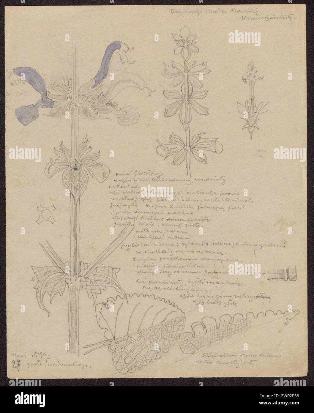 Recto zeigt die Jungfrau Maria und den Shooting Bush, Verso zeigt Rzepak, gezeichnet von Stanisław Wyspiański vom 27. Bis 28. Mai 1896, auf Papier mit Passepartout, Teil der Sammlung des Nationalmuseums in Warschau. Stockfoto