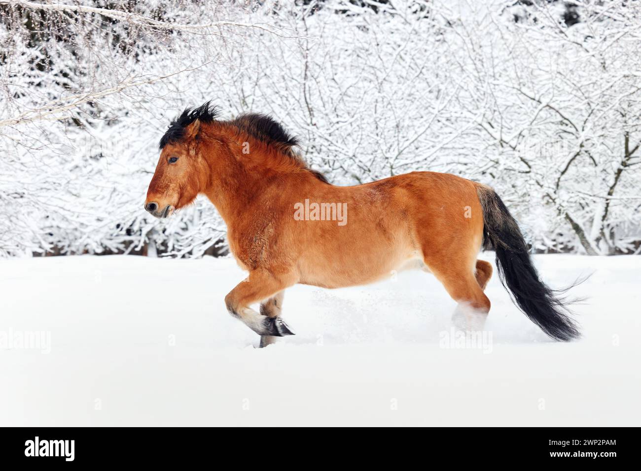 Pferdehengst mit schwerem Zugpferd läuft im Winterwald Trab Stockfoto
