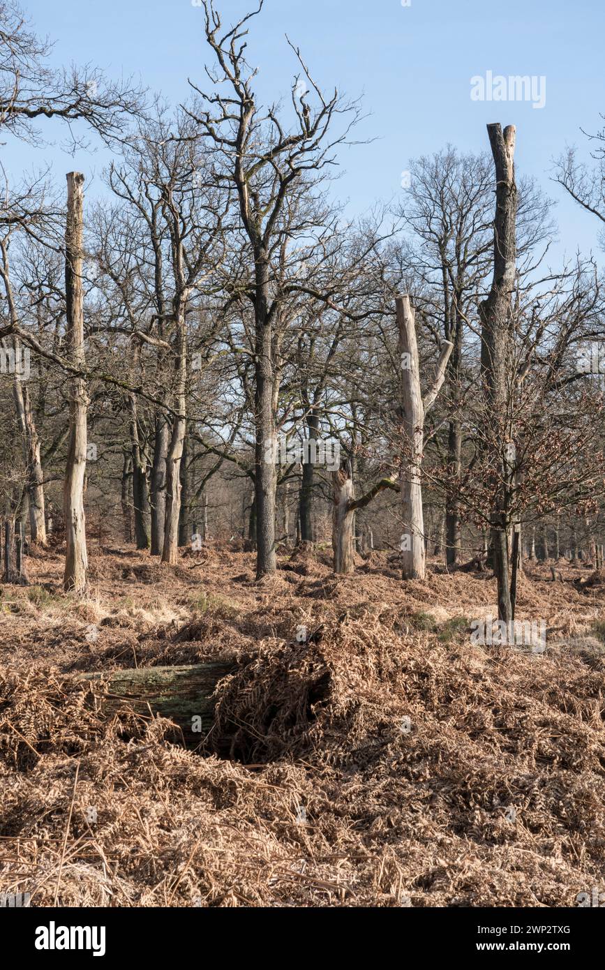 Ein Eichenwald als naturbelassene Grabstätte, Friedwald, Reinhardswald, Weserbergland, Landkreis Kassel, Hessen, Deutschland, Europa Stockfoto