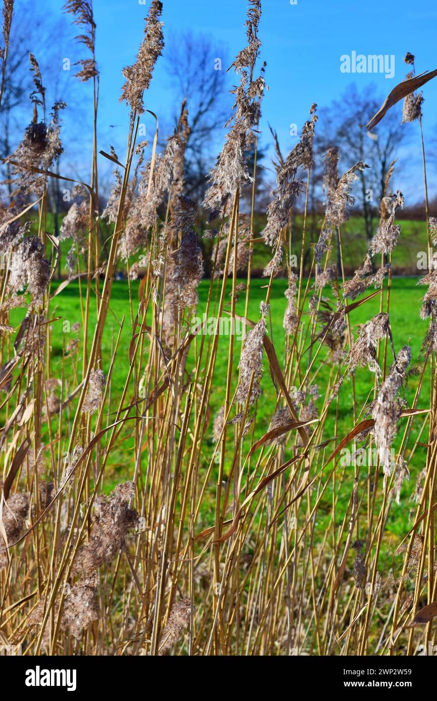 Getrocknetes Gras in der Sonne Stockfoto