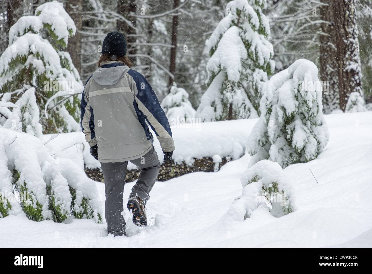Ein Mann läuft durch den Schnee im Wald. Der Schnee ist tief und die Bäume sind mit Schnee bedeckt. Der Mann trägt eine Jacke und einen Hut Stockfoto