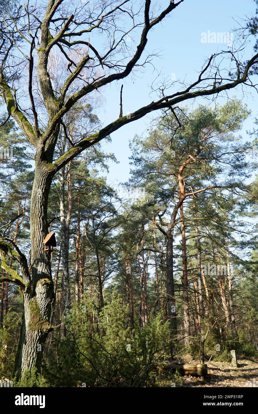 Kampinos Wald im Frühjahr, Polen Stockfoto