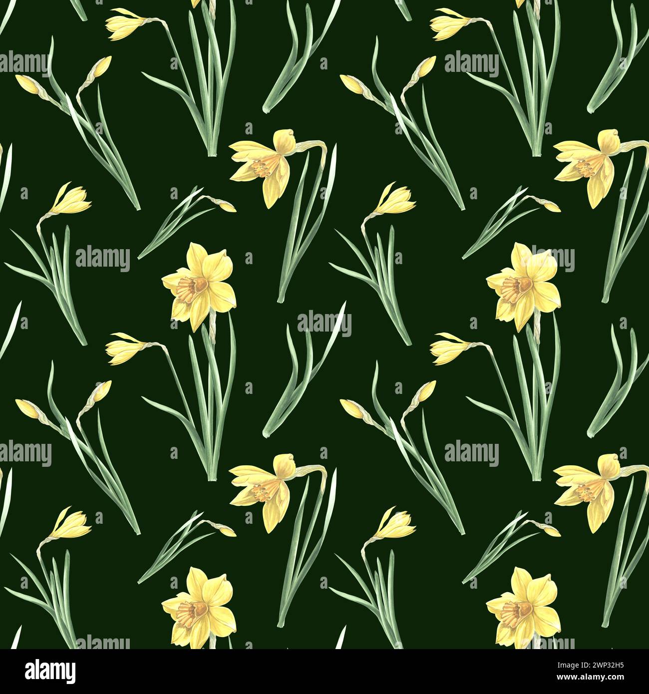 Nahtloses Muster von gelben Narzissen mit grünen Blättern auf dunklem Hintergrund. Handgezeichnete Aquarellillustration Garten Frühling Narzisse. Vorlage für fa Stockfoto