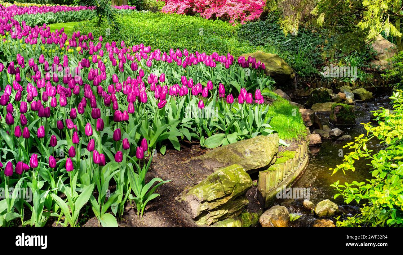 Bäche und Teiche in Park Garten Landschaftsgestaltung. Tulpen wachsen am Ufer eines kleinen Flusses im niederländischen Keukenhof. Tulpen in einer natürlichen umgebung Stockfoto