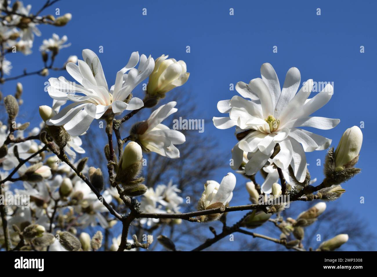 31.03.2021 Frühling Deutschland/Sachsen Anhalt/Altmark/Altmarkkreis Salzwedel/Stadt Klötze/Kusey/Garten/Baum/Strauch/Stern Magnolie mit weißen Blüten/Frühblüher *** 03 Frühling Deutschland Sachsen Anhalt Altmark Altmarkkreis Salzwedel Stadt Klötze Kusey Gartenbaumbaumsternmagnolie mit weißen Blüten Frühblüher *** 31 03 2021 Stockfoto